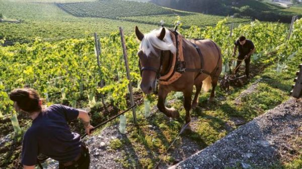 Dégustation "Biodynamie, naturel ou surnaturel ?"