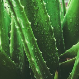 a close up of a plant with water droplets on it
