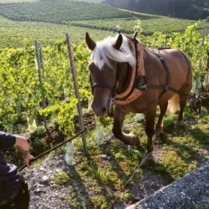 Atelier dégustation Vino Veritas : Biodynamie, naturel ou surnaturel ?