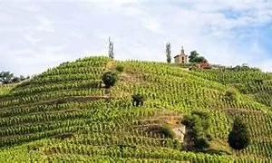 Weinprobe-Workshop Vino Veritas: Hermitage