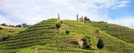 Weinprobe-Workshop Vino Veritas: Hermitage