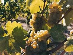 Weinprobe-Workshop Vino Veritas: Weißweine aus dem Rhonetal