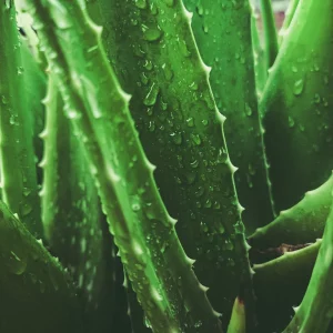 Weinprobe-Workshop Vino Veritas: Detox-Pause nach den Feiertagen – Bühne frei für das Aloe-vera-Fruchtfleisch