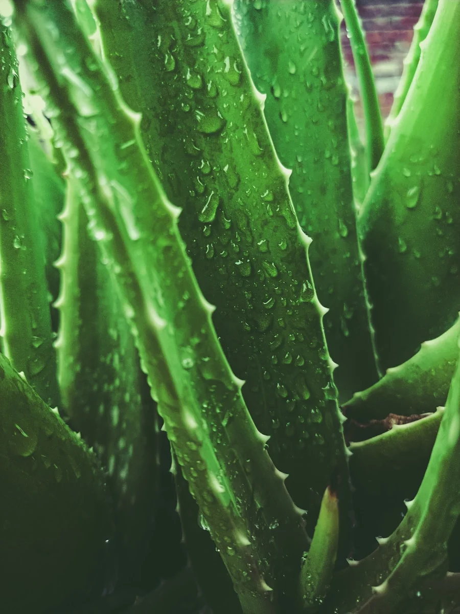 Weinprobe-Workshop Vino Veritas: Detox-Pause nach den Feiertagen – Bühne frei für das Aloe-vera-Fruchtfleisch